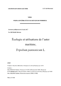 L'aster Maritime