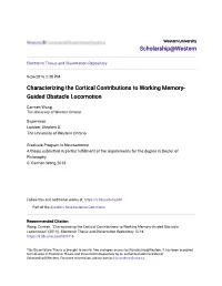 Characterizing the Cortical Contributions to Working Memory-Guided Obstacle Locomotion" (2018)