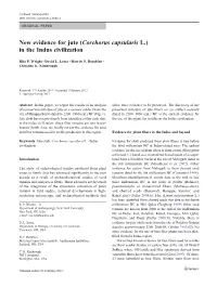 New Evidence for Jute (Corchorus Capsularis L.) in the Indus Civilization