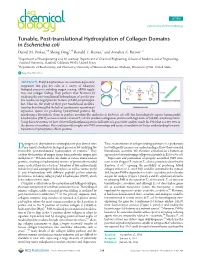 Tunable, Post-Translational Hydroxylation of Collagen Domains in Escherichia Coli † § † § ‡ † Daniel M