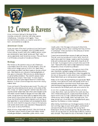 Crows and Ravens Wildlife Notes