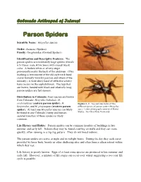 Parson Spiders