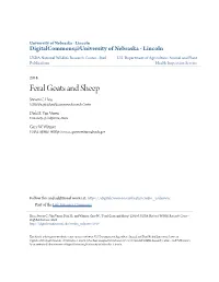 Feral Goats and Sheep Steven C