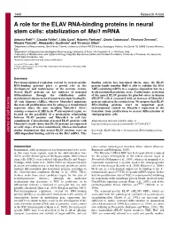 A Role for the ELAV RNA-Binding Proteins in Neural Stem Cells: Stabilization of Msi1 Mrna