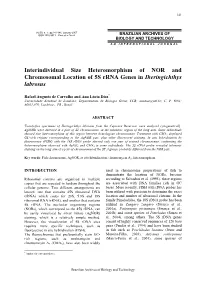 Interindividual Size Heteromorphism of NOR and Chromosomal Location of 5S Rrna Genes in Iheringichthys Labrosus