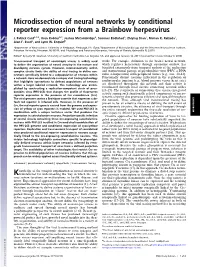 Microdissection of Neural Networks by Conditional Reporter Expression from a Brainbow Herpesvirus