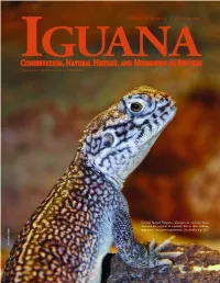 Anolis Equestris) Should Be Removed When Face of a Watch
