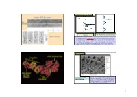 2. Bio2-Cytoskelette-2-Myosin