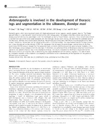 Antennapedia Is Involved in the Development of Thoracic Legs and Segmentation in the Silkworm, Bombyx Mori