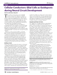 Glial Cells As Guideposts During Neural Circuit Development Daniel A