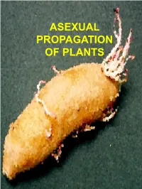 Asexual Propagation of Plants Introduction - Asexual Propagation of Plants