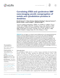 Correlating STED and Synchrotron XRF Nano-Imaging Unveils