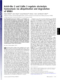 Kelch-Like 3 and Cullin 3 Regulate Electrolyte Homeostasis Via Ubiquitination and Degradation of WNK4