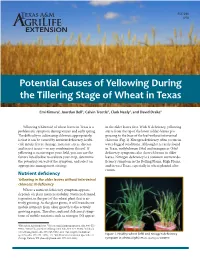 Potential Causes of Yellowing During the Tillering Stage of Wheat in Texas
