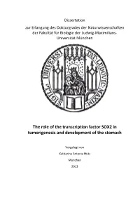 The Role of the Transcription Factor SOX2 in Tumorigenesis and Development of the Stomach