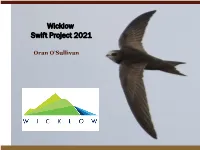 Wicklow Swift Project 2021