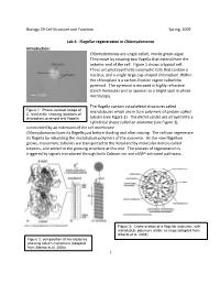 Flagellar Regeneration in Chlamydomonas Introduction: Chlamydomonas Are Single-Celled, Motile Green Algae