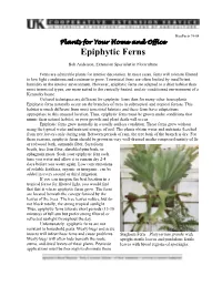 Epiphytic Ferns
