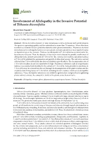 Involvement of Allelopathy in the Invasive Potential of Tithonia Diversifolia