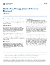 Click Beetles, Alausspp. (Insecta: Coleoptera: Elateridae)1 R