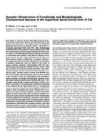 Synaptic Ultrastructure of Functionally and Morphologically Characterized Neurons of the Superficial Spinal Dorsal Horn Cat