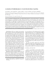Localization of Metallothioneins-I & -II and -III in the Brain of Aged