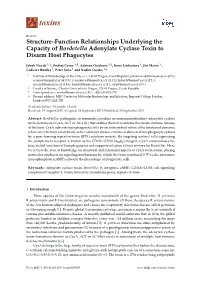 Structure–Function Relationships Underlying the Capacity of Bordetella Adenylate Cyclase Toxin to Disarm Host Phagocytes
