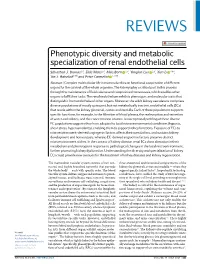 Phenotypic Diversity and Metabolic Specialization of Renal Endothelial Cells