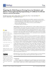 Targeting the Mild-Hypoxia Driving Force for Metabolic and Muscle Transcriptional Reprogramming of Gilthead Sea Bream (Sparus Aurata) Juveniles
