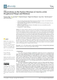 Observations on the Surface Structure of Aurelia Solida (Scyphozoa) Polyps and Medusae