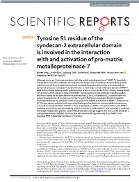 Tyrosine 51 Residue of the Syndecan-2 Extracellular Domain Is Involved in the Interaction with and Activation of Pro-Matrix Meta