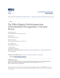 The Yellow Stingray, Urobatis Jamaicensis (Chondrichthyes: Urotrygonidae): a Synoptic Review
