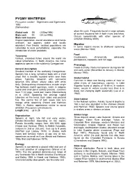 Pygmy Whitefish