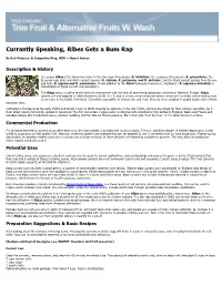 Currant Report 2001