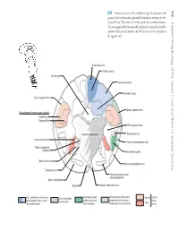 98 Internal Morphology of the Spinal Cord and Brain in Stained Sections