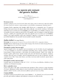 Le Specie Più Comuni Del Genere Suillus