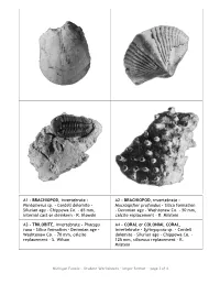 Michigan Fossils - Student Worksheets – Larger Format – Page 1 of 6
