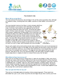 Flea Control in Cats Where Did My Cat Get Fleas? the Most Common Flea