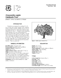 Crescentia Cujete Calabash-Tree1 Edward F