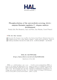 Phosphorylation of the Microtubule-Severing AAA+ Enzyme Katanin Regulates C
