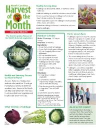 Cabbage English