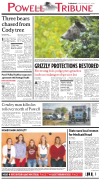 Three Bears Chased from Cody Tree by MARK DAVIS and Headed to Gulch Drive to Tribune Staff Writer Check on the Report