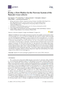 Rimbp, a New Marker for the Nervous System of the Tunicate Ciona Robusta