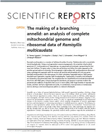 An Analysis of Complete Mitochondrial Genome and Received: 17 March 2015 Accepted: 12 June 2015 Ribosomal Data of Ramisyllis Published: 17 July 2015 Multicaudata