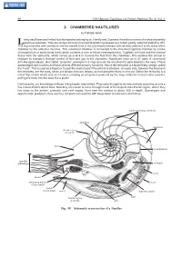 2. CHAMBERED NAUTILUSES by Patrizia Jereb