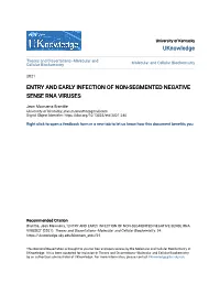 Entry and Early Infection of Non-Segmented Negative Sense Rna Viruses