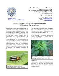 PIGWEED FLEA BEETLE (Disonycha Glabrata) (Coleoptera: Chrysomelidae)