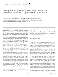 Developmental Expression of Steroidogenic Factor 1 in a Turtle with Temperature-Dependent Sex Determination