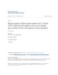 Redescription of Euscorpius Tauricus (C.L