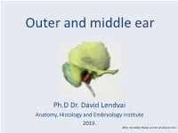 Outer and Middle Ear